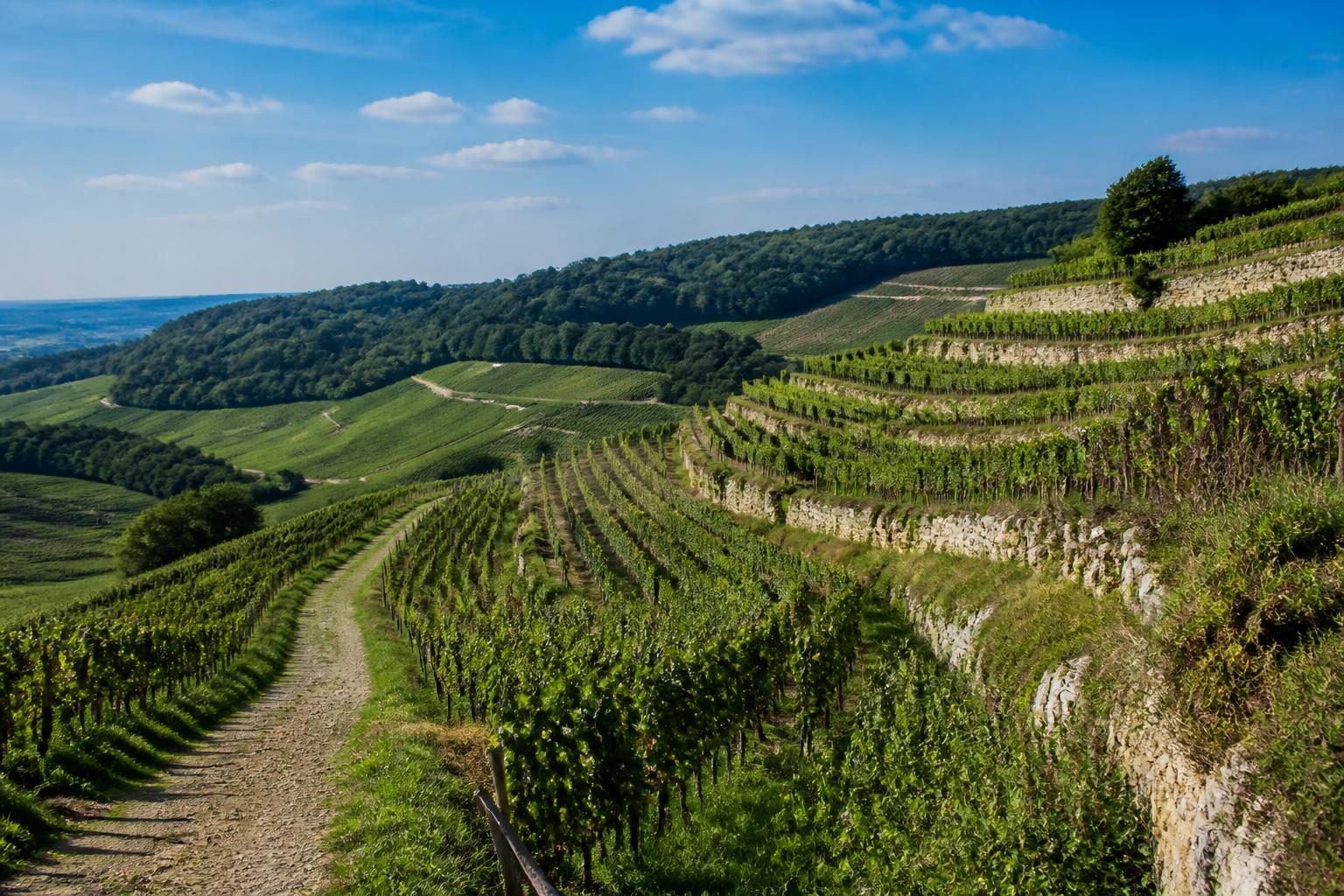 Weinberge und Hänge in der Pfälzer Kulturlandschaft